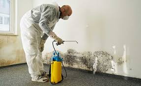 Mold Documentation for Insurance Claims in Pelham, AL