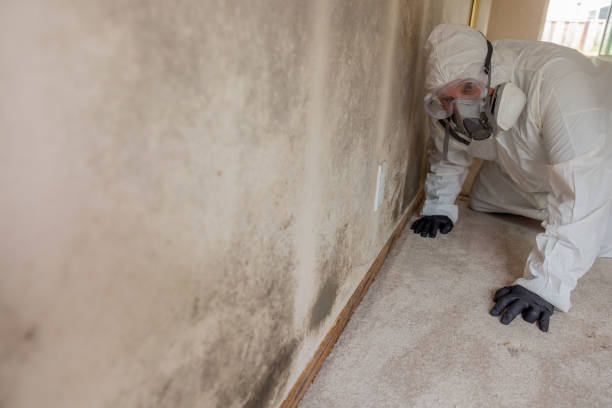 Best Biohazard Mold Removal  in Pelham, AL